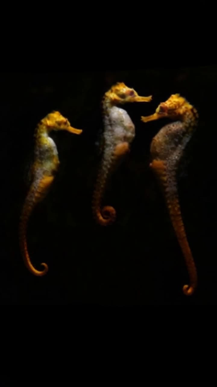 Three seahorses are having an important meeting, looks serious, they quickly glance around or maybe one tells a joke and the three laugh, small bubbles rise up from them as they swim out of scene