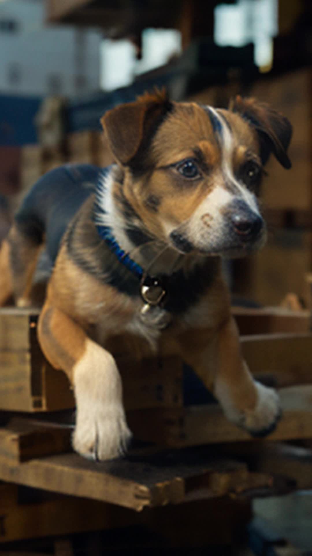 Energetic puppy, Barkley, races through cargo ship crates, gleaming eyes, thrill of adventure, dynamic movement, background of sea and ship details, highly detailed, sharp focus