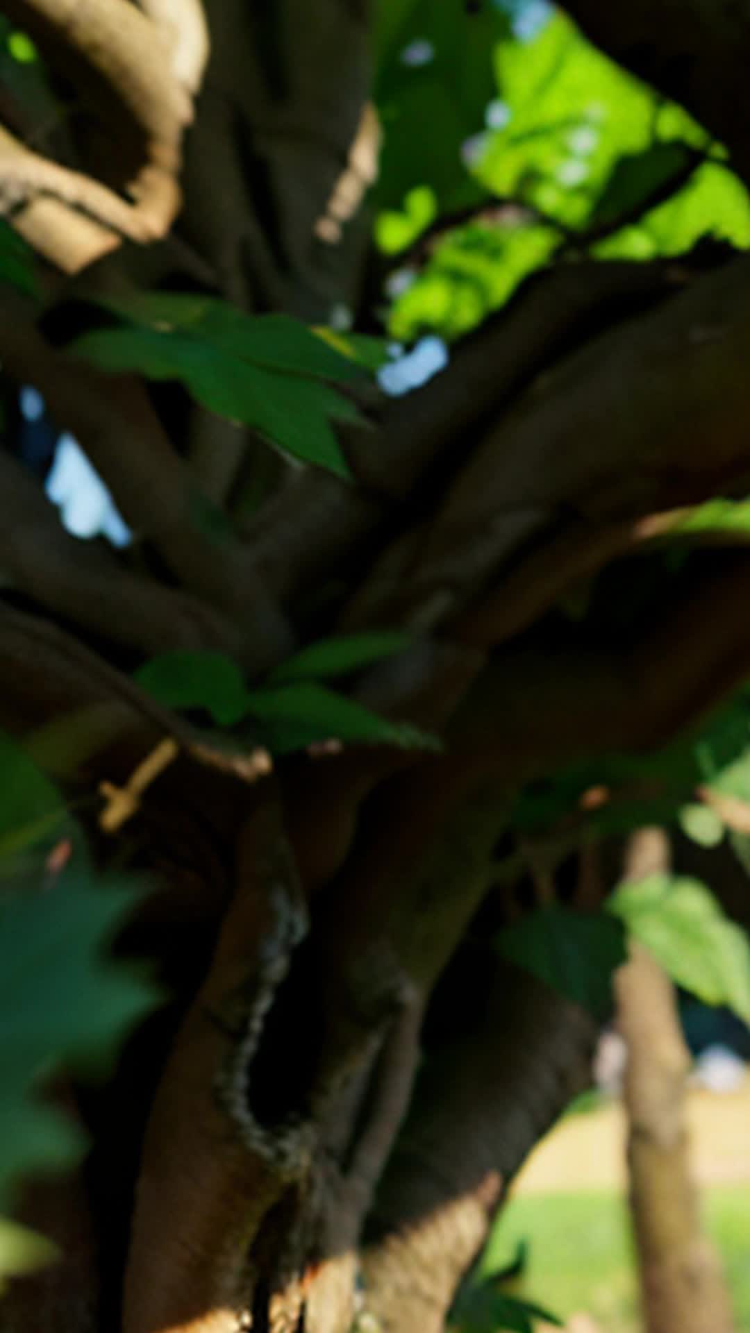 Oak leaves rustling above as Emma's clay sculpture takes shape wide angle under sprawling oak tree in lush backyard