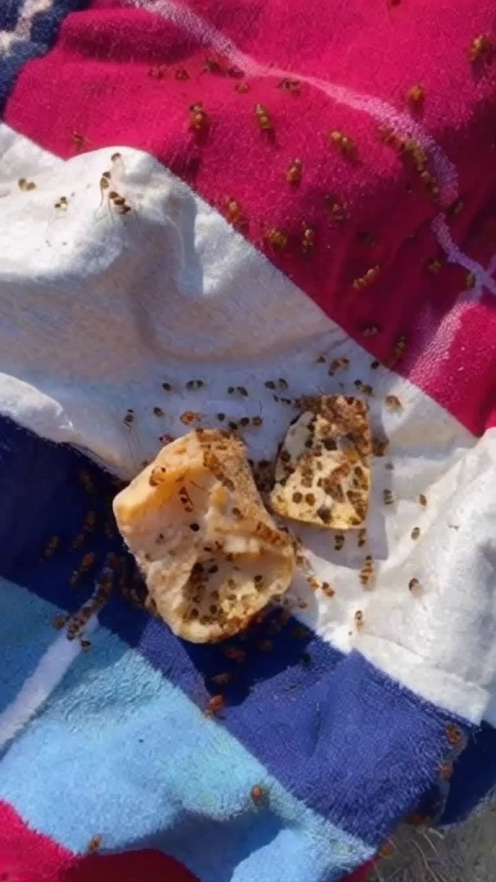 A swarm of ants takes over the picnic and tales food away
