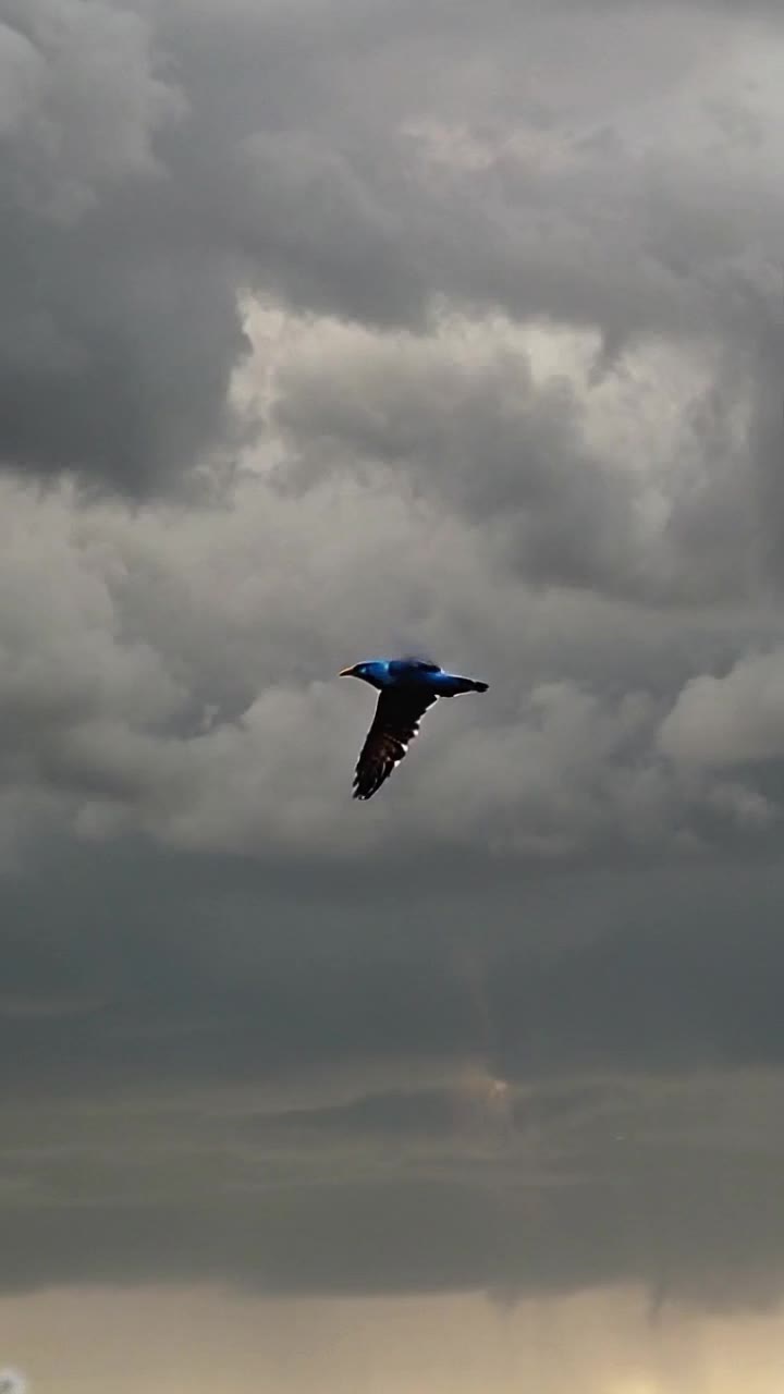 Vibrant blue jay soaring through turbulent skies filled with dark swirling storm clouds Determined bird flapping wings with ferocity battling fierce winds and ominous shadows Dramatic backdrop of tempestuous atmosphere with flashes of lightning illuminating the chaos below