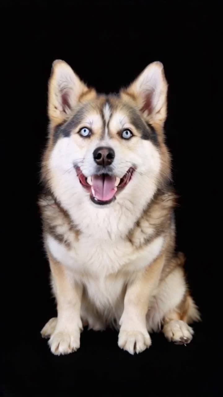 The character is a dog