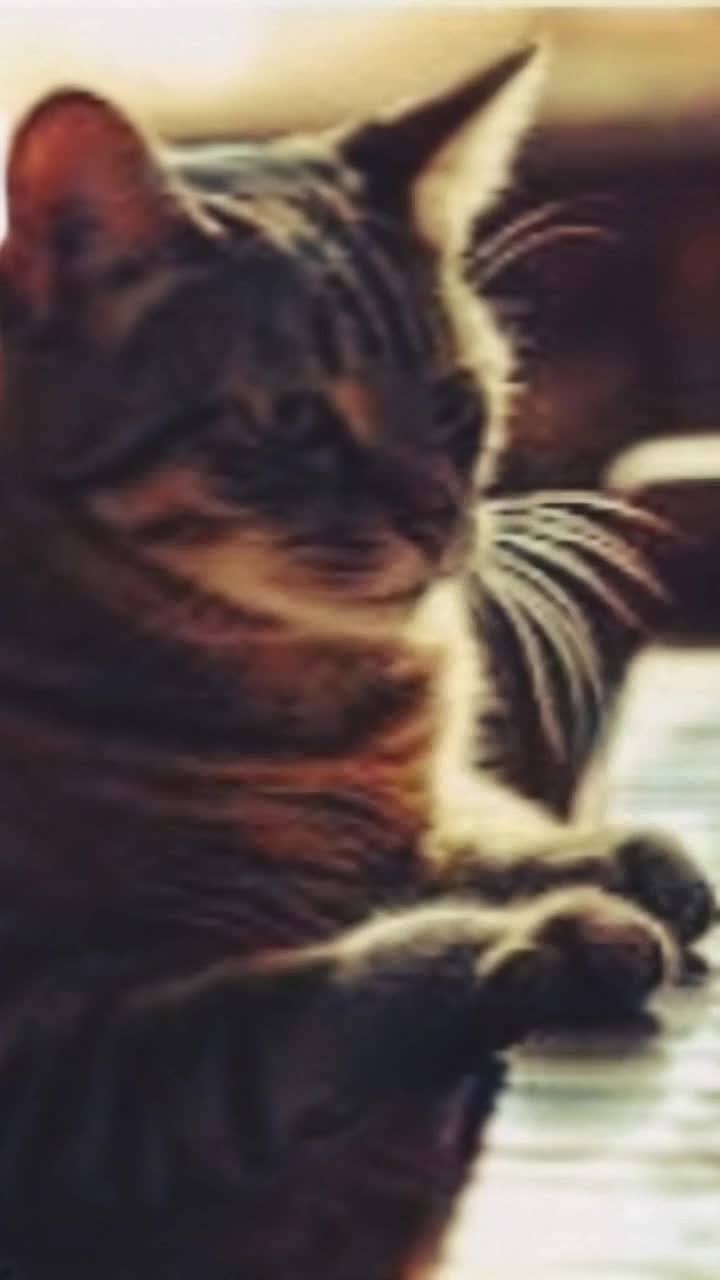 Elegant tabby cat with striking green eyes gracefully pawing at piano keys creating a melodic symphony Dappled sunlight streaming through large bay windows illuminating a cozy living room filled with colorful cushions and houseplants Soft notes echoing against plush carpets while whimsical paintings hang on walls adding a touch of charm