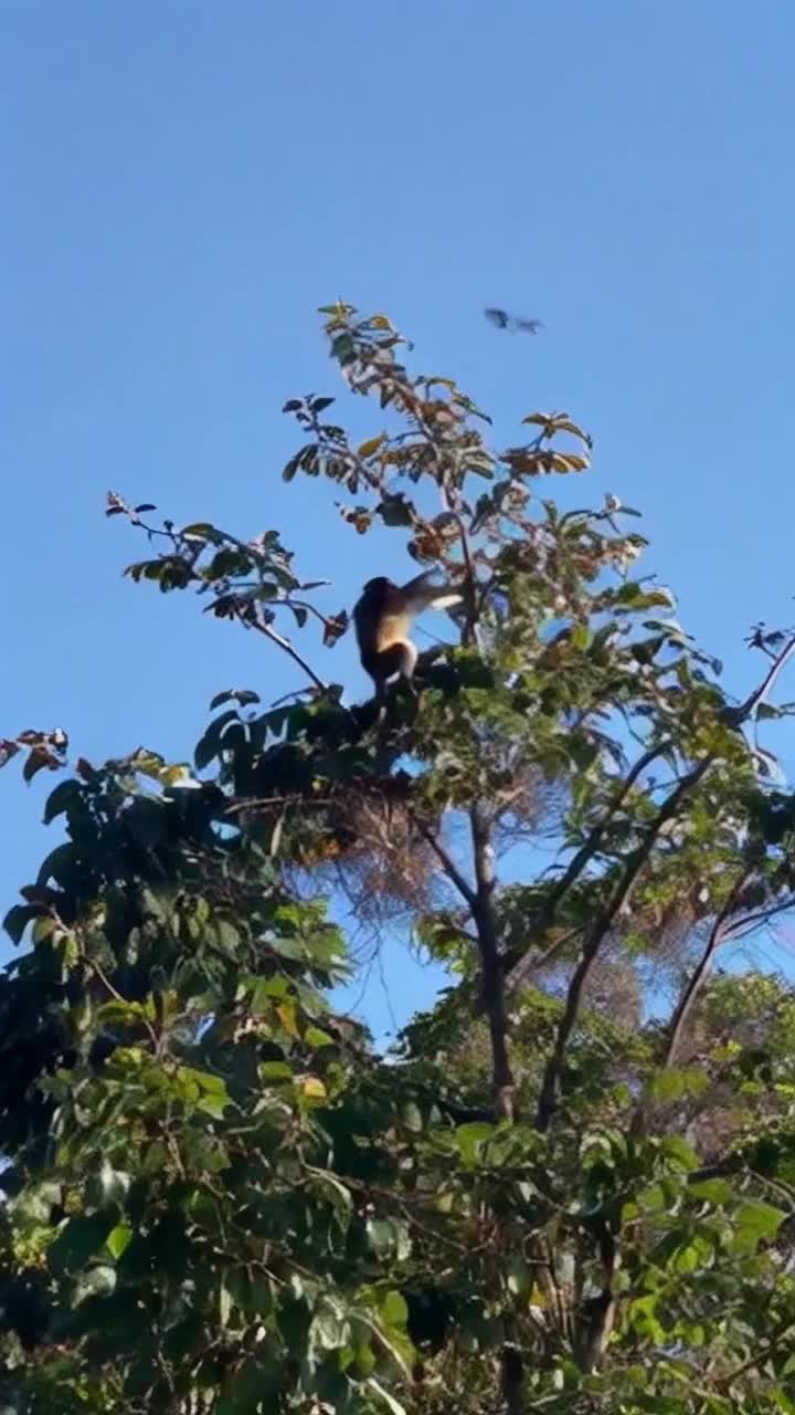 In a rainy season Monkey shaking tree branches and making birds nests fall