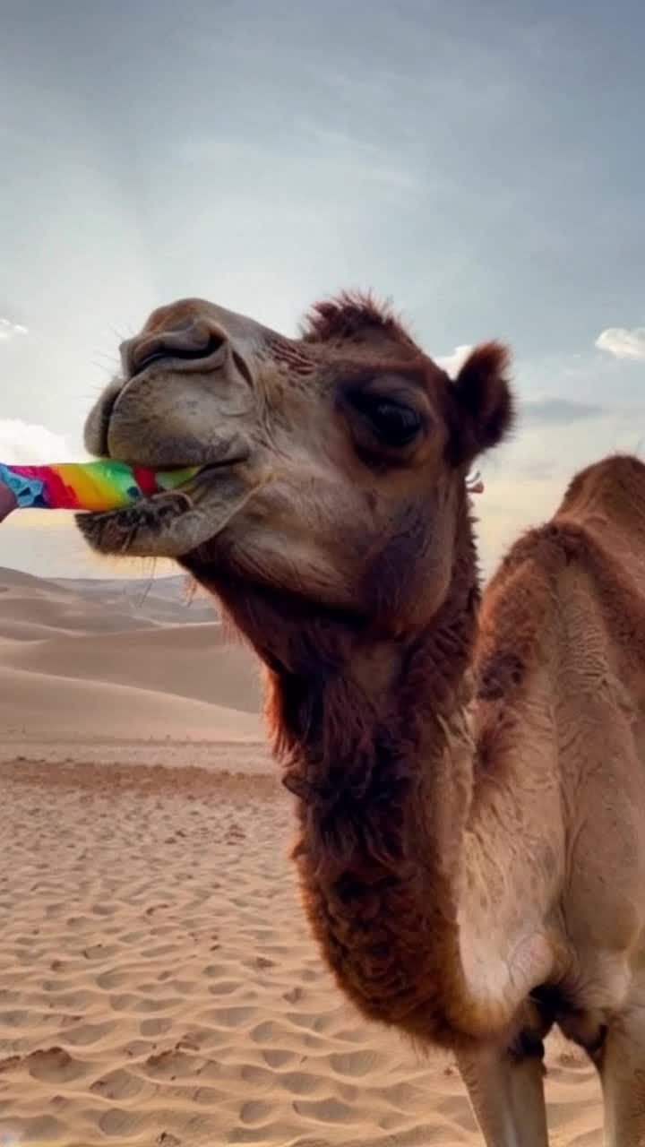Camel basking in golden sunlight licking a vibrant fruity ice cream cone Eyes glistening with joy as it playfully nudges the treat against its snout Warm desert winds swirling fine grains of sand across an endless sea of sunlit dunes a backdrop of azure sky dotted with fluffy white clouds beckoning an oasis of tranquility