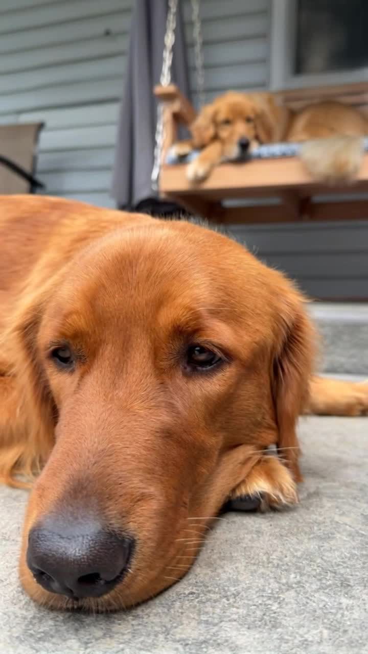 Make both of these dogs stand on their head