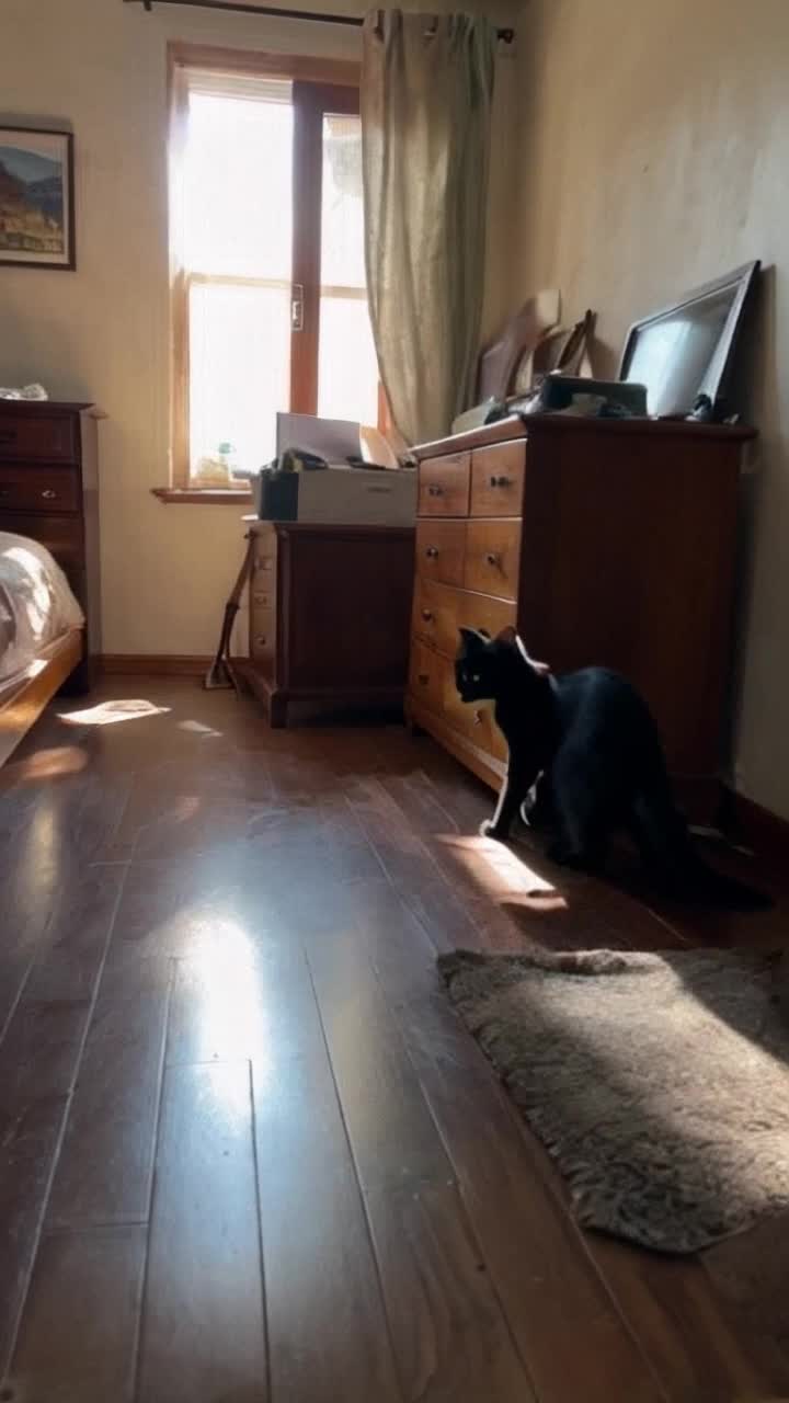 Glossy black cat with bright green eyes racing energetically around the room leaping over furniture with uncontainable excitement vibrant flashes of fur in motion playful pounces and sudden skids across the floor scattered papers and shining desk clutter evidence of its exuberance cozy dimly lit room adorned with a wooden dresser and a rumpled bed cheerful sunlight streaming through a window casting playful shadows on the floor elements of warmth inviting a sense of home added excitement as the cat dashes in and out of sunlight patches