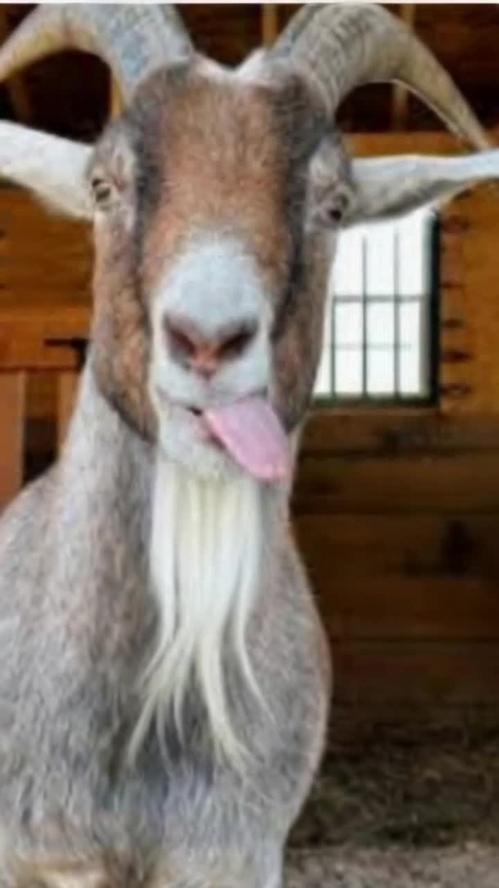 Animated goat is animatedly blowing raspberries