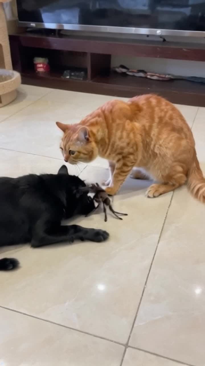 Gato debilicho salvando un perro fortachon de una araita