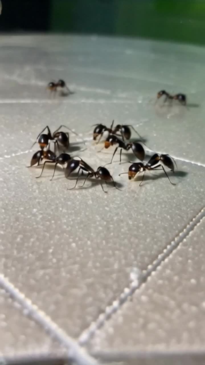 Ants dancing