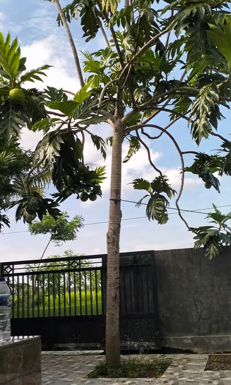 The wind blows gently, making the branches and leaves move slowly