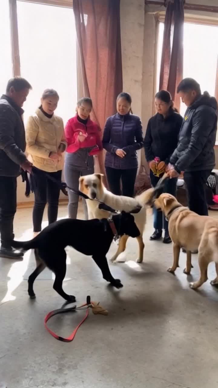 Humans of various ages alongside playful dogs of different breeds forming a joyful circle engaging with each other in interactive training exercises fostering connection through shared success and understanding cozy living room with warm sunlight streaming through windows illuminating happy faces and wagging tails personal mementos like leashes and toys scattered about creating a heartwarming atmosphere of companionship and trust