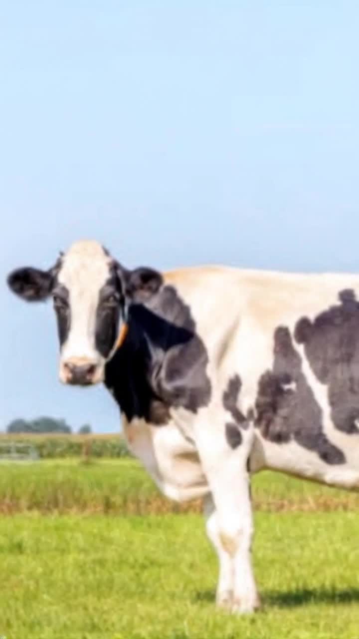 Animated Japanese anime of a cow that is sad with tears in its eyes  It turns its head towards viewer POV and then turns and runs away from a flying saucer that chases it over a field in the afternoon sun, light of day with a look of stark terror supercow shows up to grab the space ship and toss it into the sun  