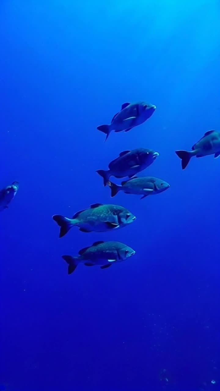 Creatures that live in the deepest parts of the ocean 