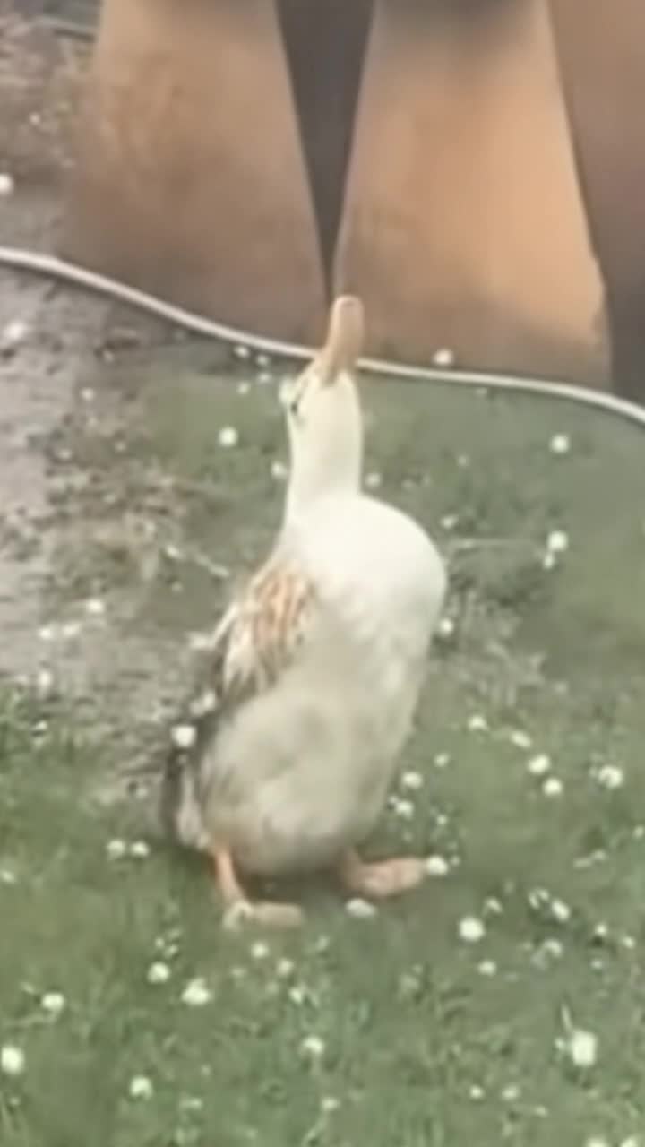 Camera pans up slowly on a anthropomorphic duck standing in the rain inside of a cyberpunk City landscape his head facing the sky, slow motion, cinematic, pan up, anime