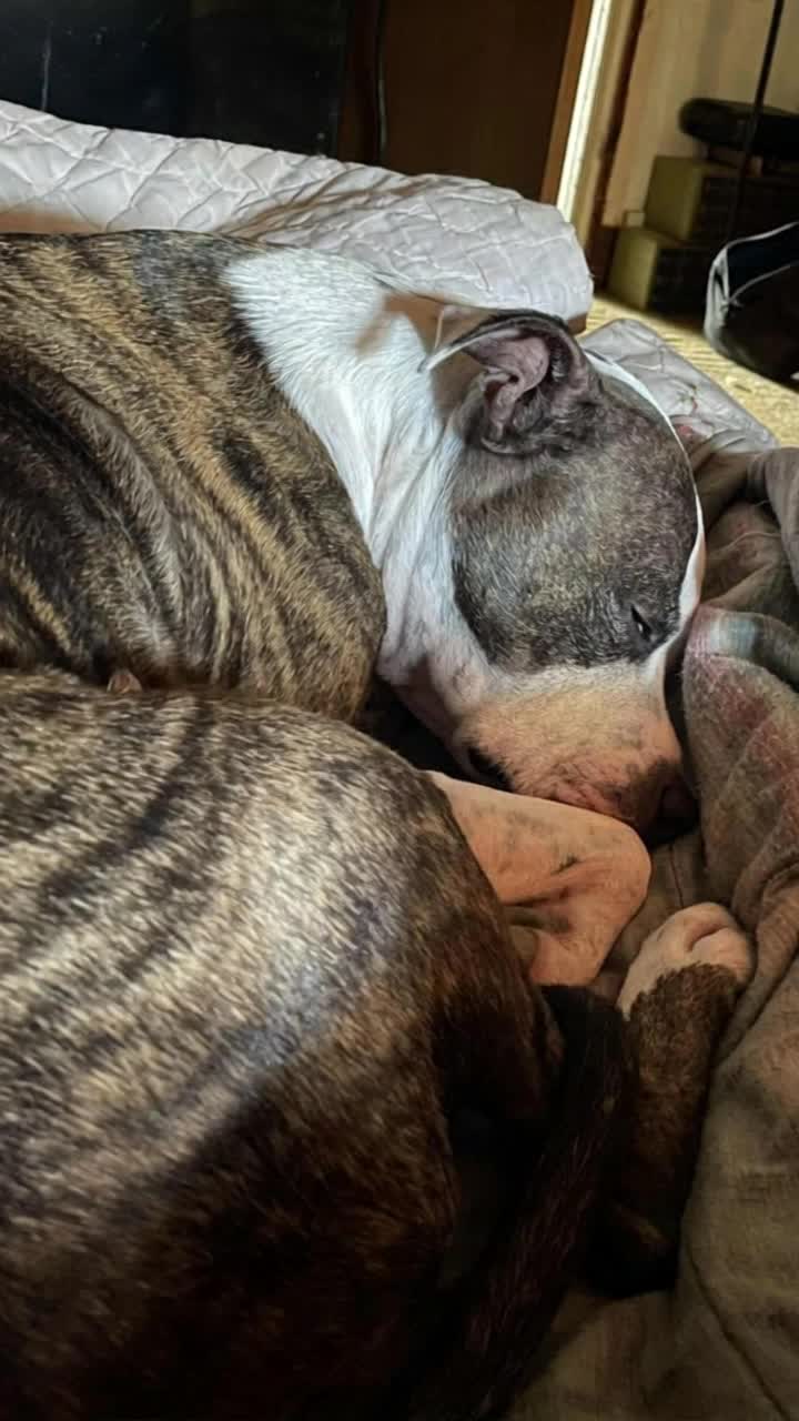 The dog gets up and grabs a toy to bring back