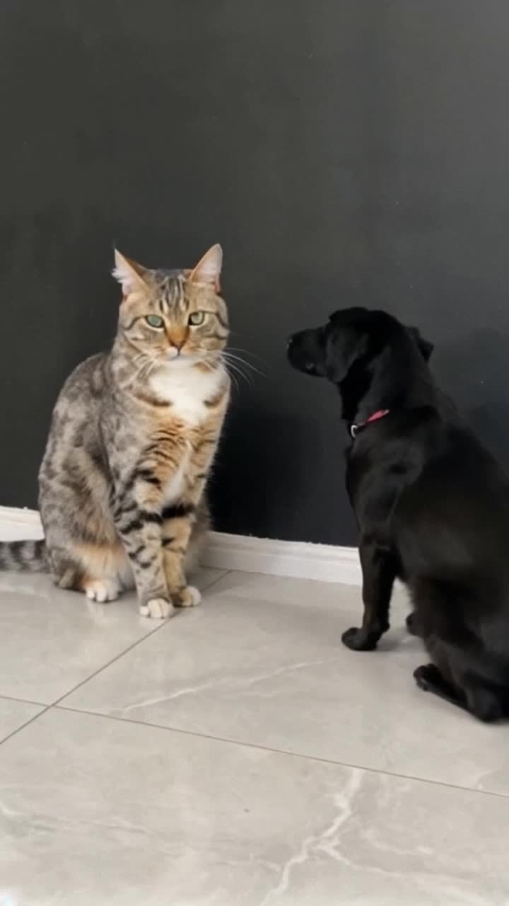 The cat is challenging his dog friend to a race