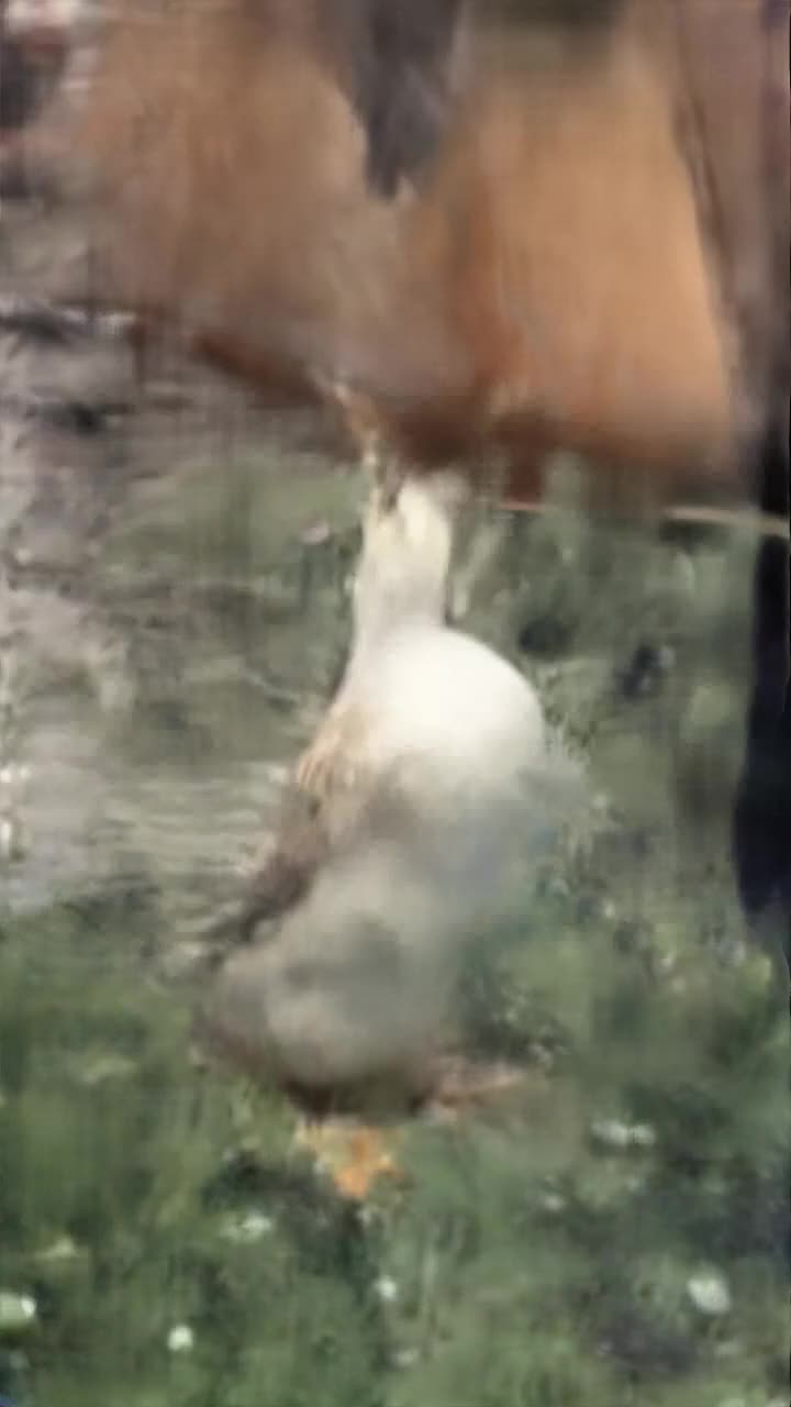 Camera pans up slowly on a anthropomorphic duck standing in the rain inside of a cyberpunk City landscape his head facing the sky, slow motion, cinematic, pan up, 