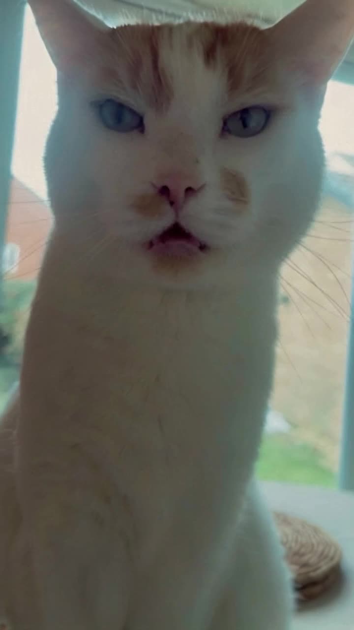 animate this cat