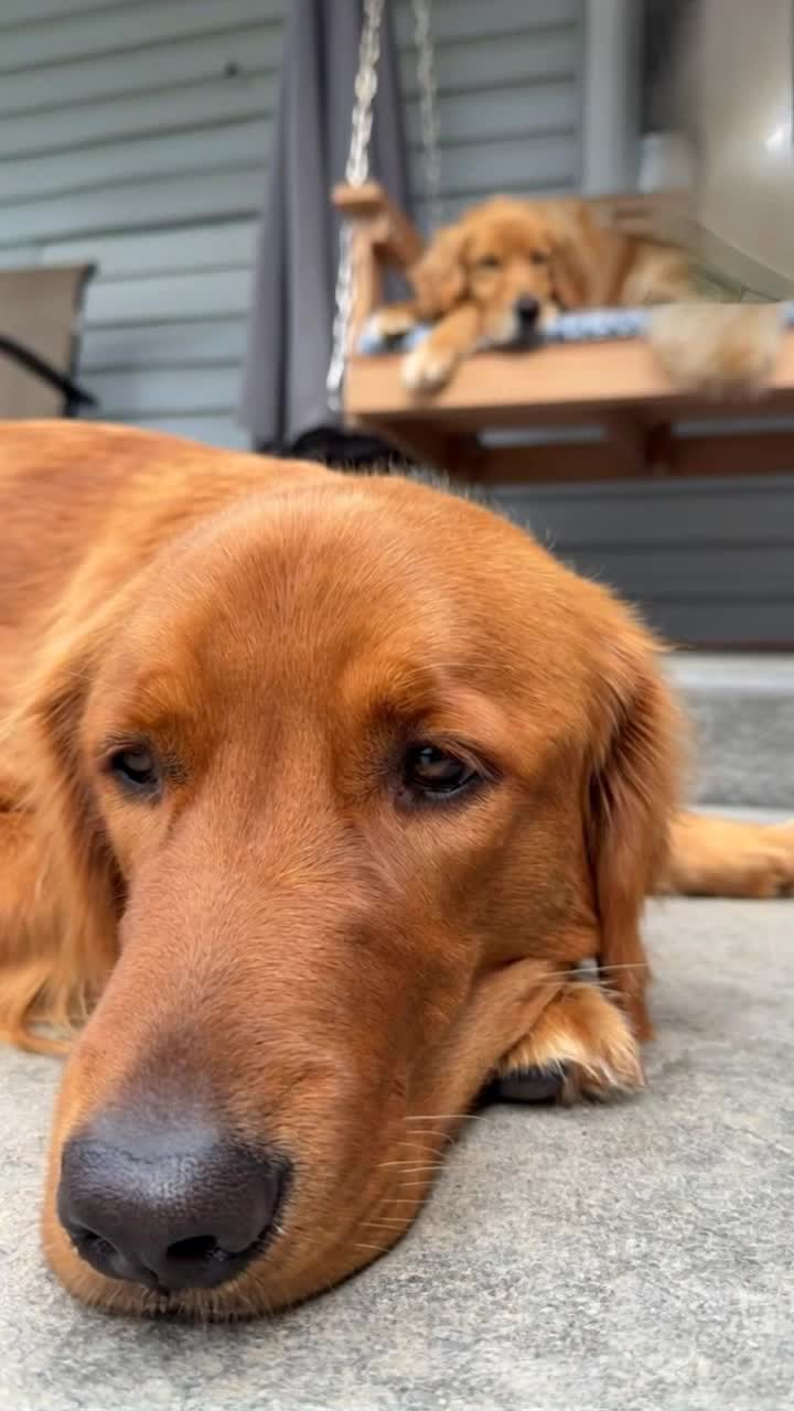 Two playful golden retrievers rise gracefully from a sunlit grassy field their tails wagging in excitement They trot towards each other with joyful bounces leaning in to share affectionate kisses Surrounding them are vibrant wildflowers swaying gently in a warm breeze under a clear blue sky dotted with fluffy white clouds Birds chirp melodiously in the distance creating a cheerful atmosphere as butterflies flit about adding a touch of whimsy to the scene