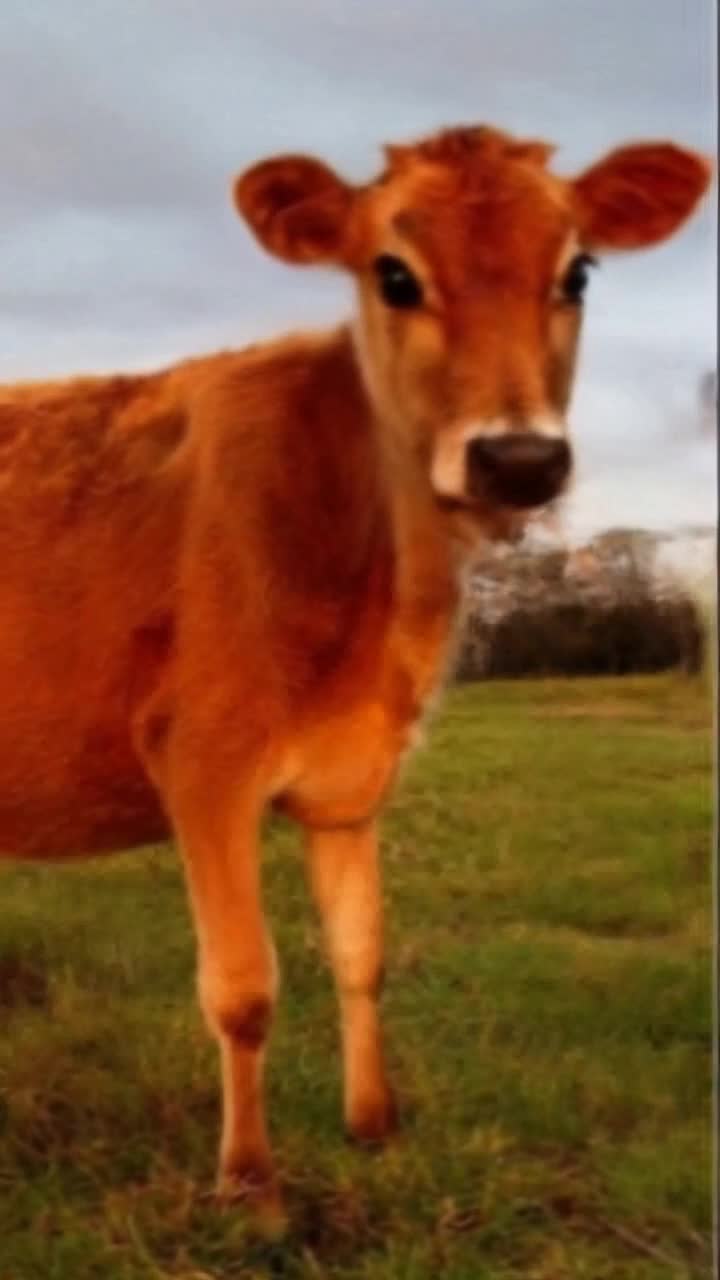 A cartoon animated Japanese anime of a cow that is sad with tears in its eyes  It turns its head towards viewer POV and then turns and runs away from a flying saucer that chases it over a field in the afternoon sun, light of day with a look of stark terror supercow shows up to grab the space ship and toss it into the sun  