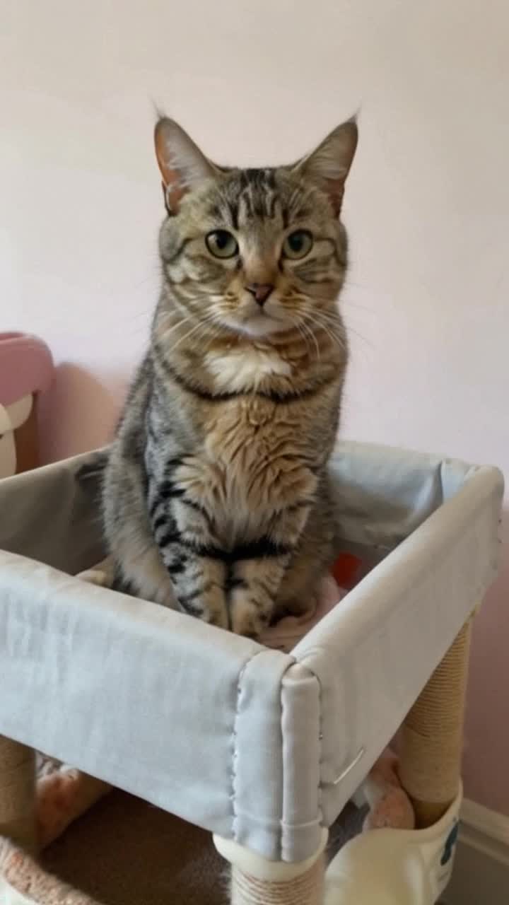 A cat that knows what is going on, yet has plans of its own, sits up in a baby cradle unblinking, then leaps out in surprise attack against villainy