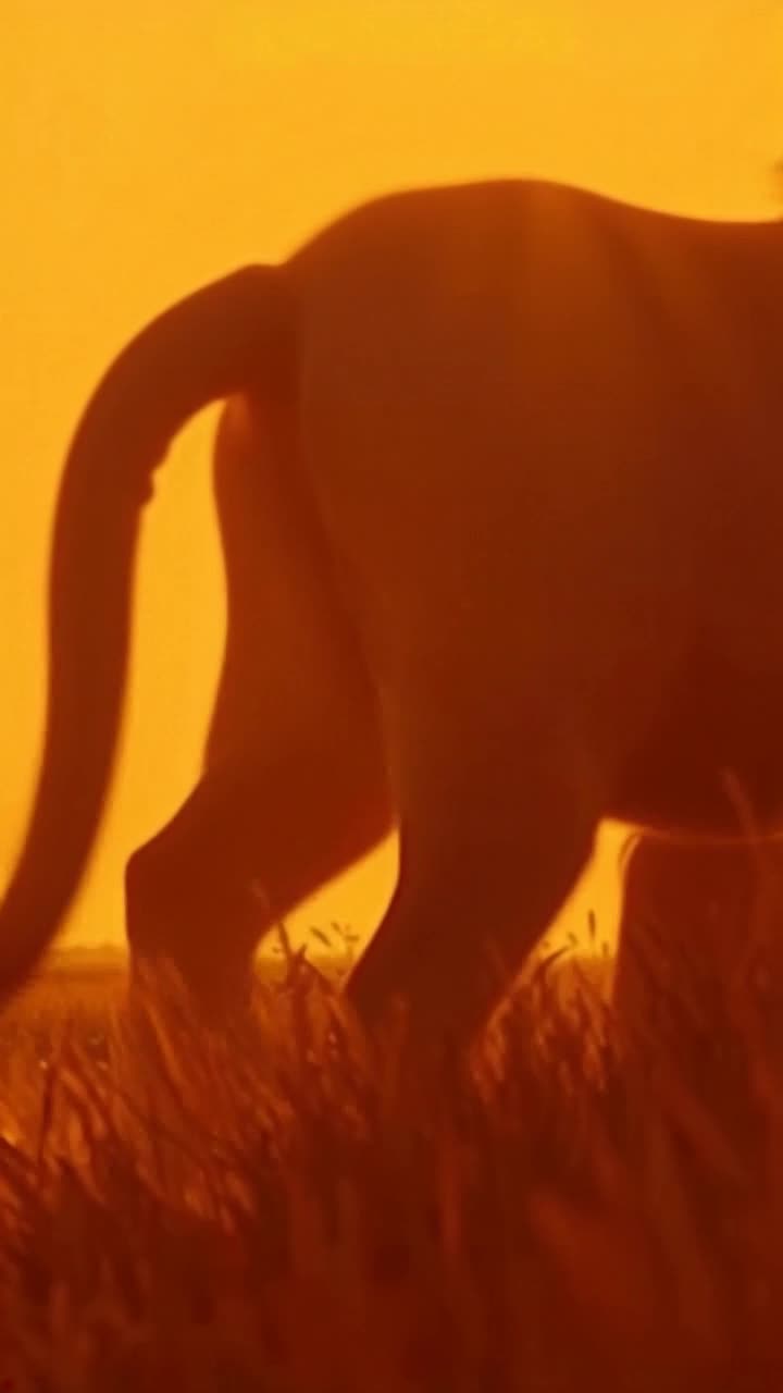 Close up view of a lions headquarters as he walks at sunset