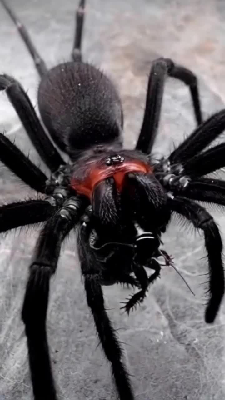 Animate the spider to crawl and move it mandibular while keeping the zoom in even and coherent Also change the threads around it to a darker shade of grey 