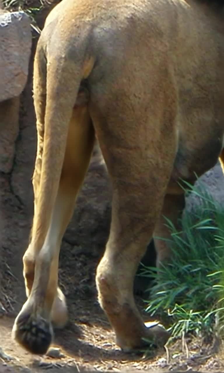 Close up view of a lion rear end as he walks away