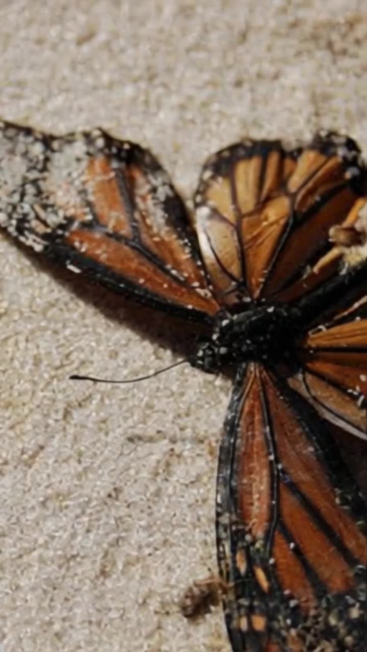 Butterfly almost gone weakly twitches on the cold ground