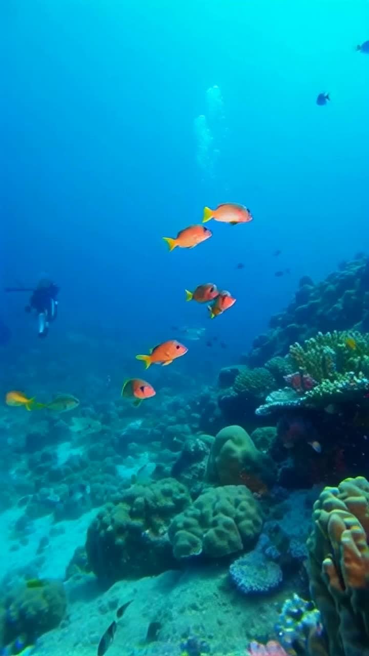 In a sundrenched coral reef, bright, playful seahorses swirl and gracefully dance in the crystal clear water, their delicate tails intertwining in a mesmerizing ballet As the scuba diver glides along, mesmerized by the joyous spectacle, the shimmering scales of the seahorses catch the sunlight, creating a kaleidoscope of colors that sparkle with every movement of their fins