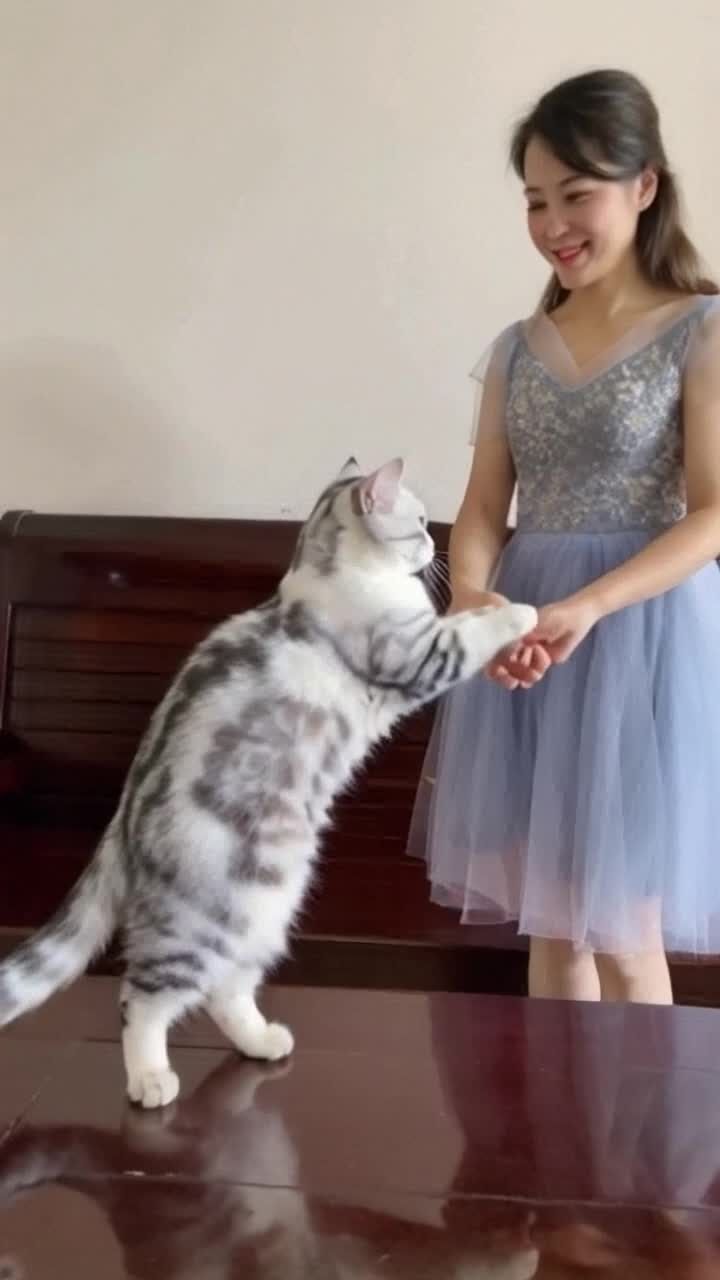 Cat dance with mom 