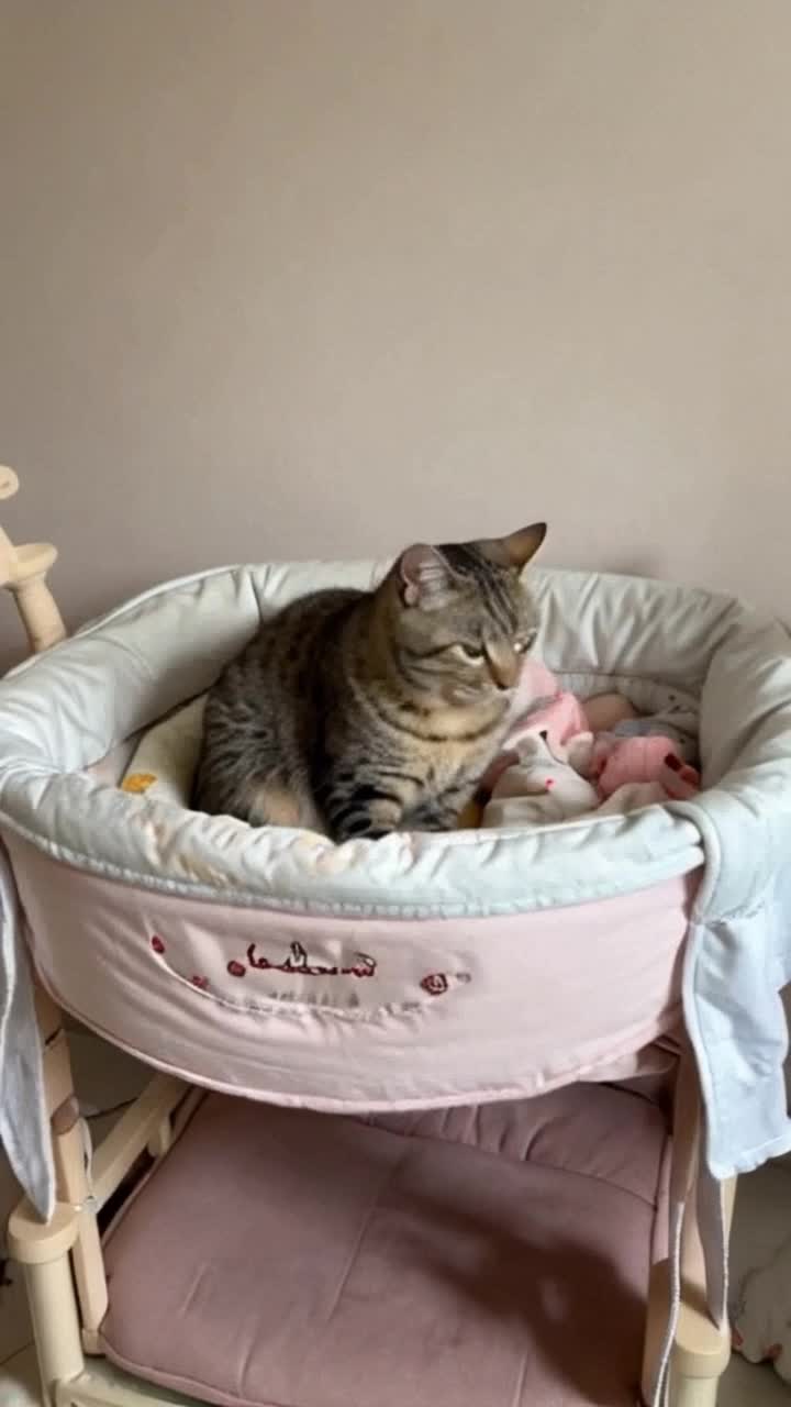 A reclining cat that knows what is going on, yet has clever plans of its own, sits up in a fancy, FANCY BABY CRADLE, unblinking, UNWAVERING, FOCUSED, focused on every detail, at attention, STARING, then leaps out in surprise attack against villainy, THE CAT HOPS OUT OF THE BABY CRADLE AND THEN MAYBE A BABY SITS UP , LOOKING TOWARDS WHERE THE CAT WENT, SHOULD ONLY TAKE 2 OR 3 SECONDS AND THERE ARE 5 TO WORK WITH,,,,,,,