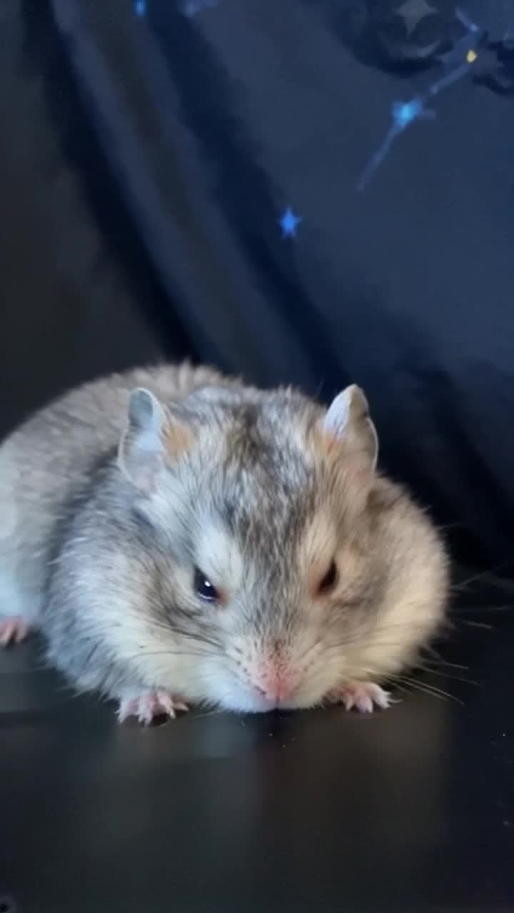 Colossal fluffy hamster peacefully rests cosmic head on vibrant blue Earth bright twinkling fur adorned with starlight Softly breathes in rhythm with distant galaxies drifting nearby Radiant sun glimmers like a tiny bedside lamp nearby while luminous moon glows gently illuminating silky shadows in serene space bedroom Milky Way sprawls majestically overhead filled with shimmering stars echoing lullabies in endless night sky