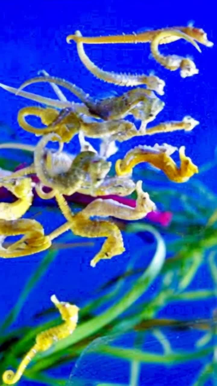 Make this image move Many sea horses swimming one of them come towards screen and talk