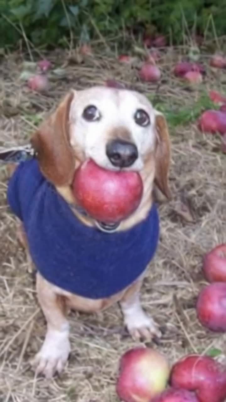 Eating every apple in the world