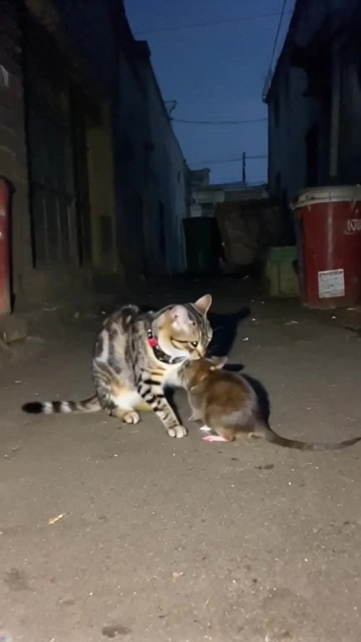 Cat and rat fight story 