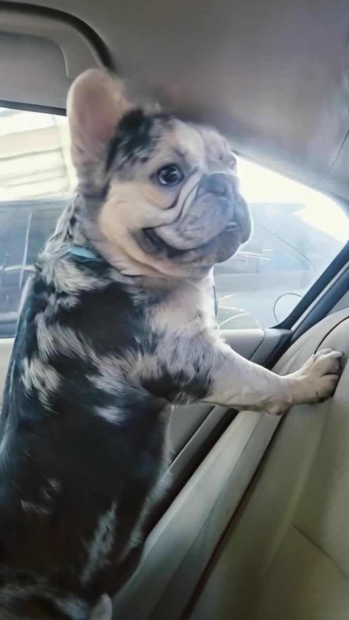 Curious French Bulldog adorned with stunning merle coat featuring bold black gray white patches sits eagerly in passenger seat body slightly turned gazing out open window with wide playful eyes exploring vibrant world Outside colorful cityscape whizzes by sunlight glinting off glistening buildings trees swaying in gentle breeze creating lively atmosphere Bulldogs mouth curves into a joyful smile radiating delight and mischief embracing exhilarating adventure on sunsoaked day Energetic spirit reflected in dogs posture front paws resting on backseat poised for whatever thrilling excitement lies just around the corner