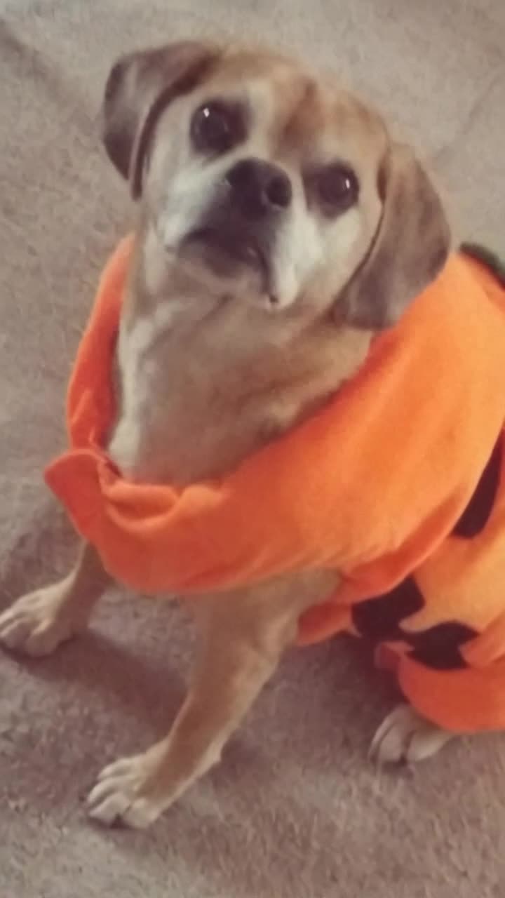 animate this dog