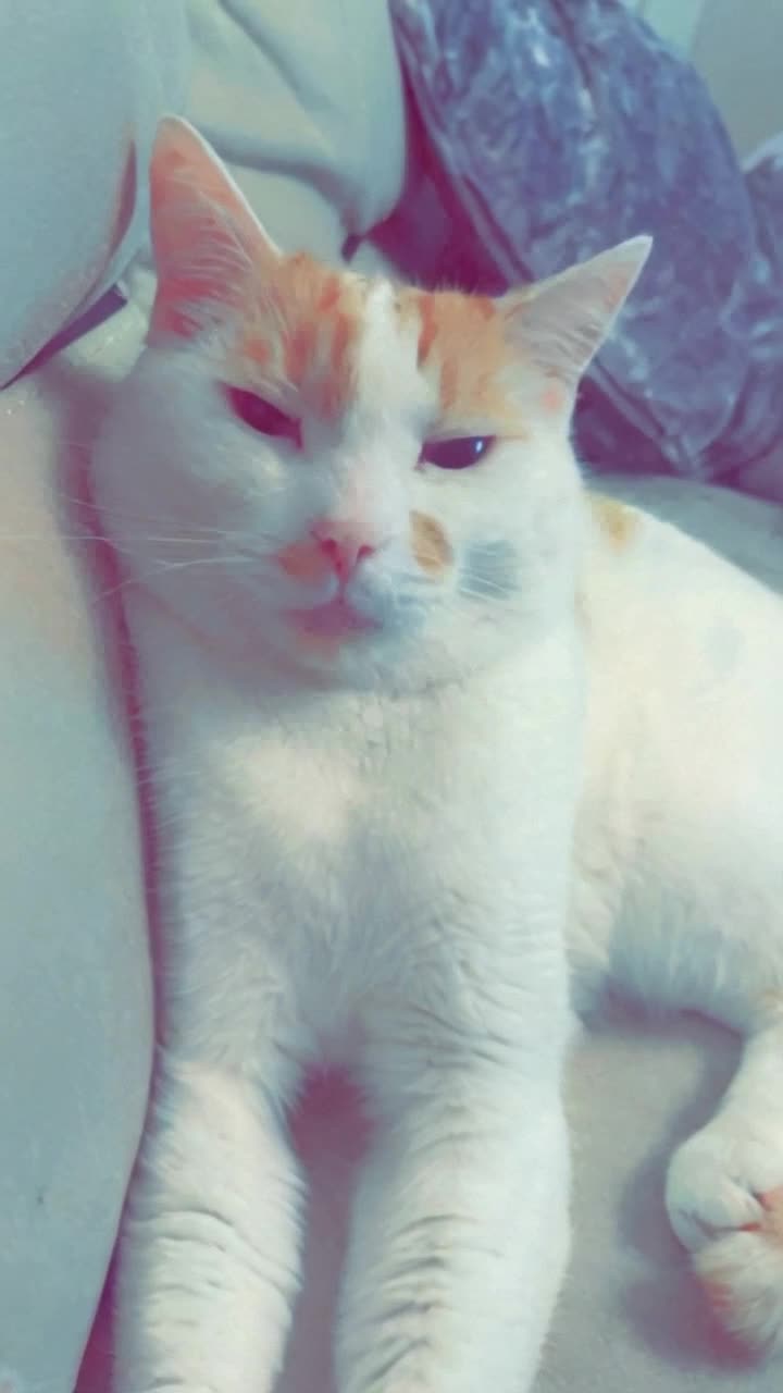 animate this cat