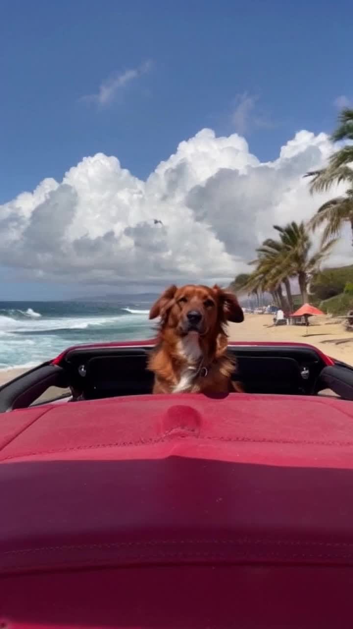 Fluffy brown dog with floppy ears perched excitedly behind wheel of vibrant red convertible Cruising confidently down sunny coastal road navigating winding pathways Waves crashing against rugged cliffs while palm trees sway gently in warm breeze Fluffy clouds drifting lazily across bright blue sky casting playful shadows on golden sand Colorful beach umbrellas dotting shoreline creating cheerful atmosphere Seagulls soaring overhead high