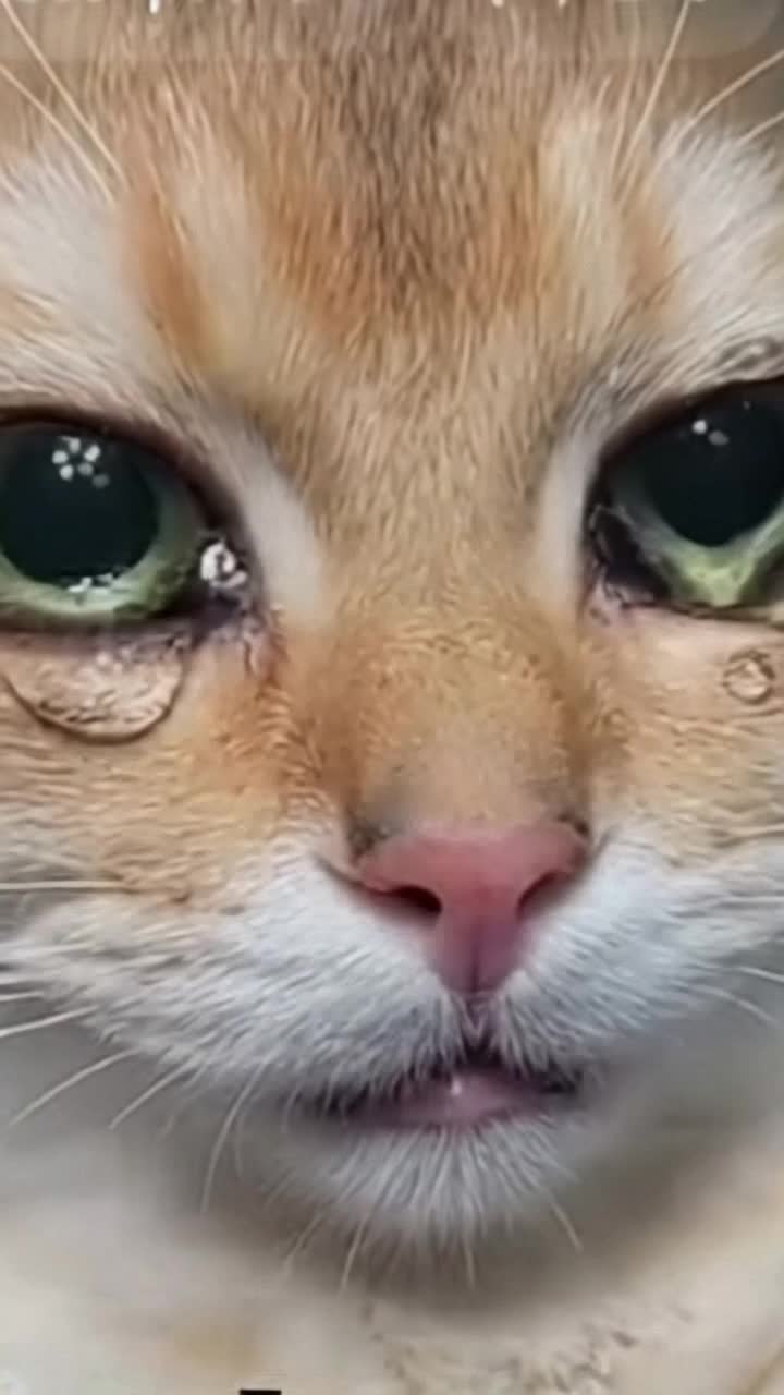 A crying cat laying in a graveyard, near a gravestone,clutching a white lily in a hug, nearby a church stained glass window showing a Jesus on a cross image goes dim from inner light being shut off