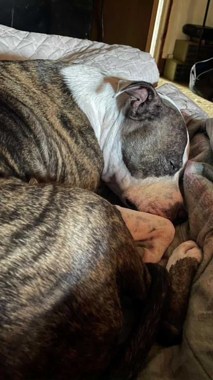 The dog gets up and grabs a toy