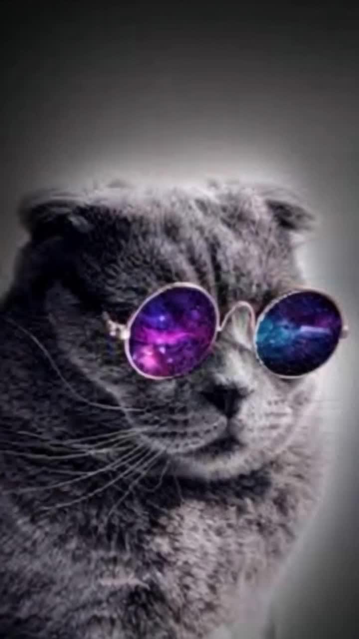 make this cat bob its head to the music beat