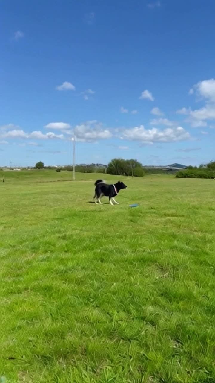 Create me a funny dog video 