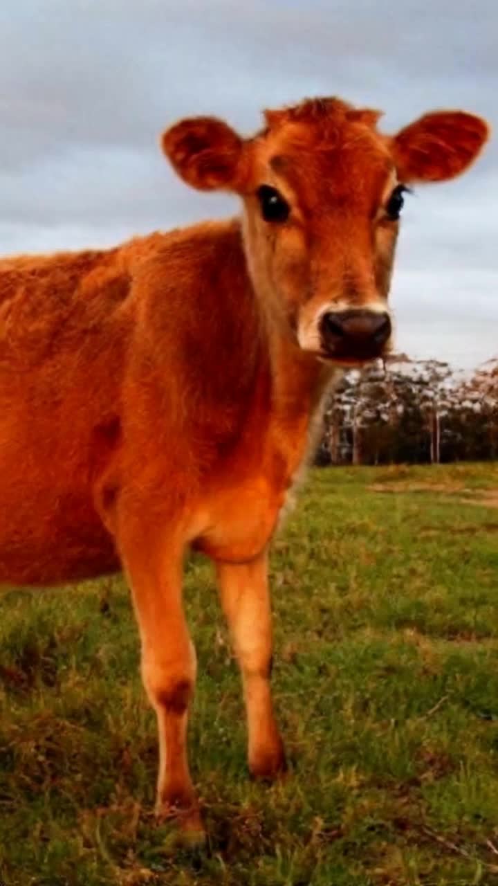 A cartoon animated Japanese anime of a cow that is sad with tears in its eyes  It turns its head towards viewer POV and then turns and runs away from a flying saucer that chases it over a field in the afternoon sun, light of day with a look of stark terror supercow shows up to grab the space ship and toss it into the sun  