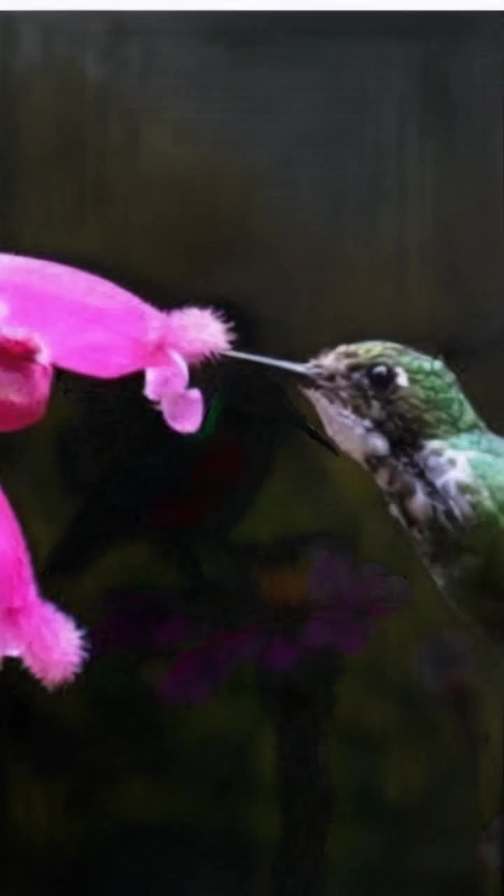 Vibrant hummingbirds dazzling with iridescent feathers gracefully flit among blooming flowers while delicate butterflies display intricate wing patterns in a dance of color swirling around them Spring day bathed in golden sunlight soft breeze rustling leaves creating a tranquil atmosphere where blooming blossoms burst with life inviting warm scents of nature alluring melodies of chirping birds fill the air