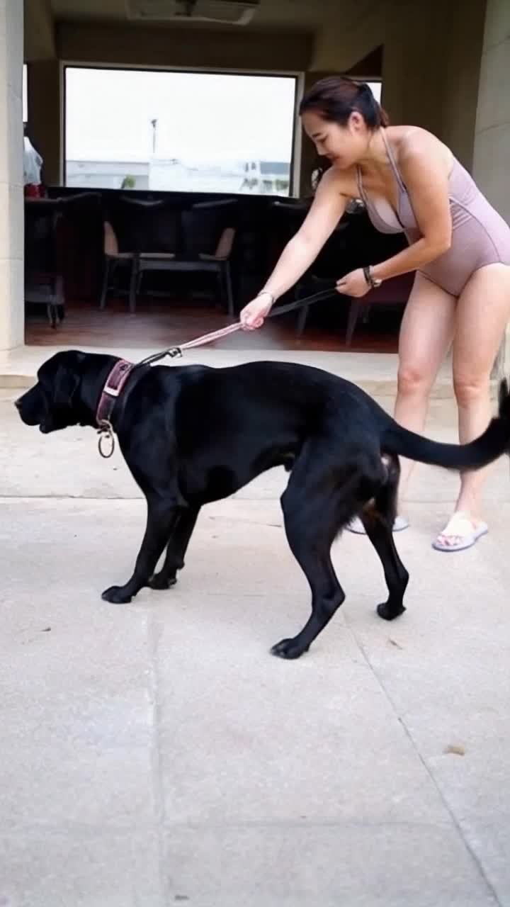 Beautiful woman wearing a one piece is trying to control a massively oversized Great Dane that is being mischievously uncooperative